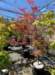 momiji16_small.jpg