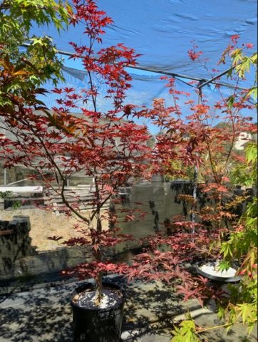 momiji17.jpg