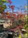 momiji17_small.jpg